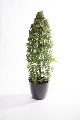 Laurierpiramide in elegante  pot